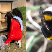 Alexander Coppel Gesamtschule - Unser Insektenhaus