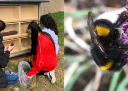 Alexander Coppel Gesamtschule - Unser Insektenhaus