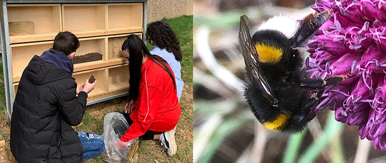 Alexander Coppel Gesamtschule - Unser Insektenhaus