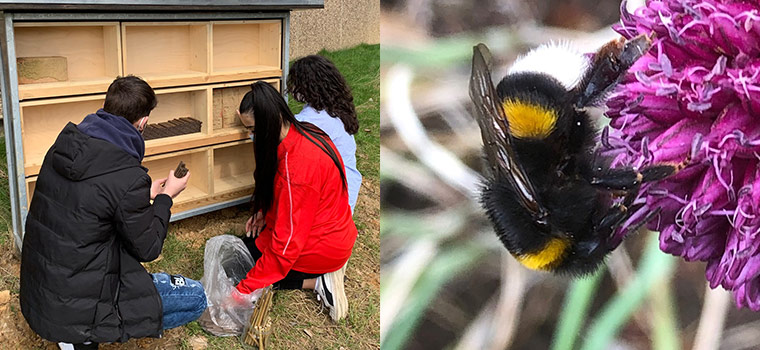 Alexander Coppel Gesamtschule - Unser Insektenhaus